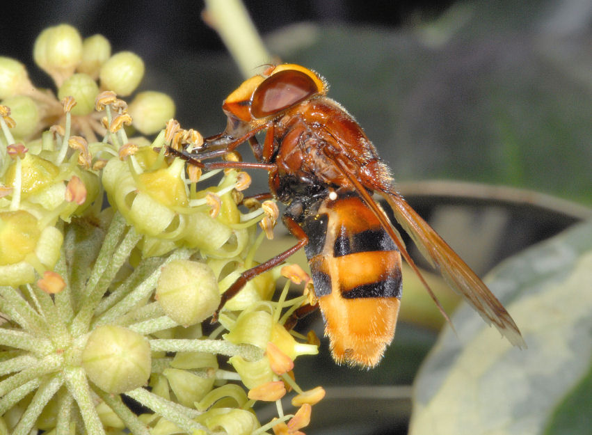 Volucella zonaria